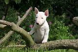 BULL TERRIER MINIATURE 184